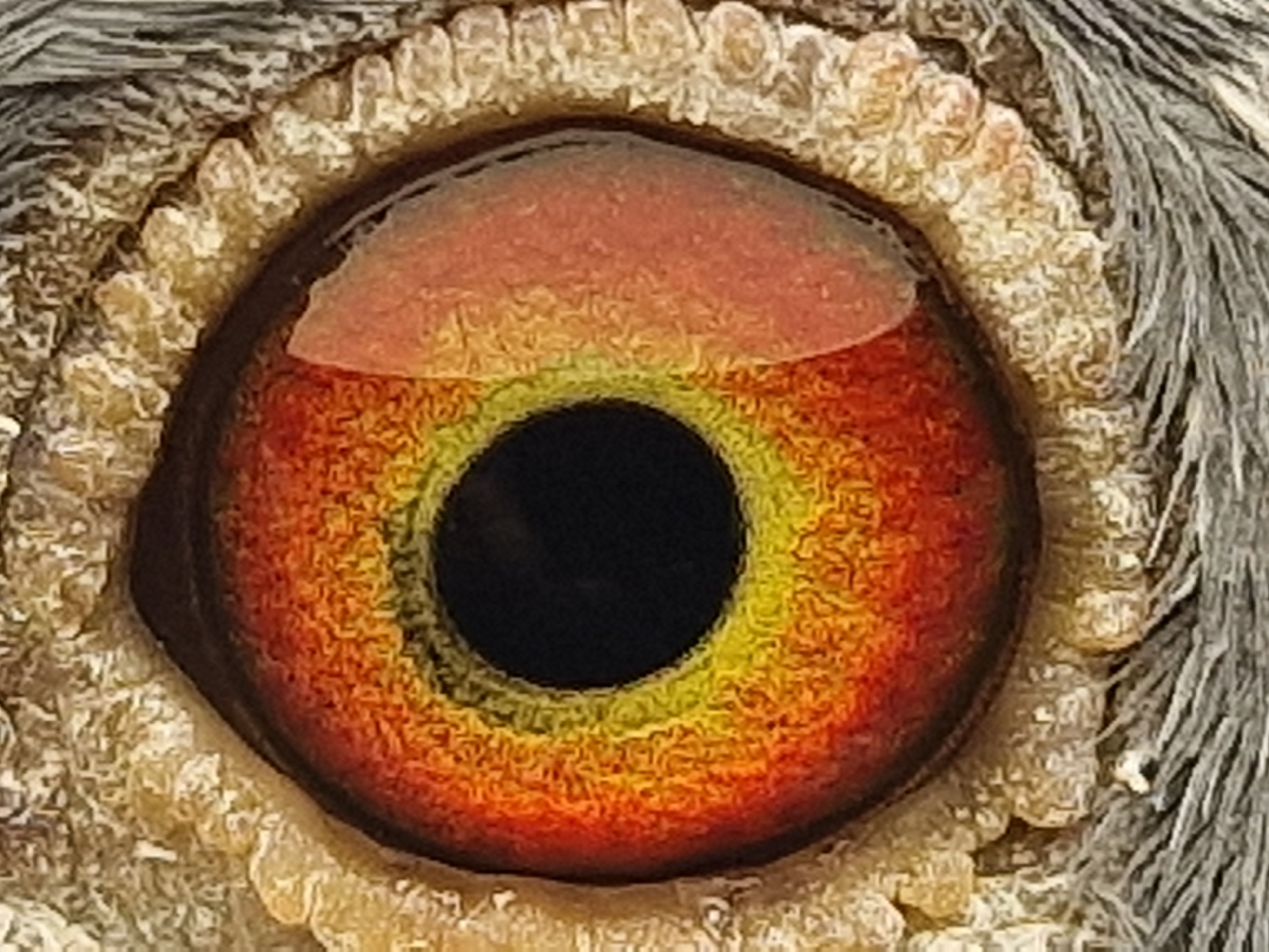 Pigeon eye